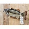 Image 3 : 20" Largemouth Bass Real Skin Fish Taxidermy