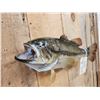 Image 4 : 20" Largemouth Bass Real Skin Fish Taxidermy