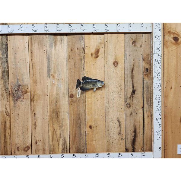 14" Crappie Real Skin Fish Taxidermy