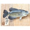 Image 2 : 14" Crappie Real Skin Fish Taxidermy