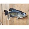 Image 3 : 14" Crappie Real Skin Fish Taxidermy