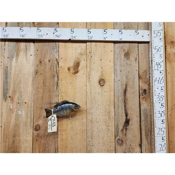 10" Bluegill Real Skin Fish Taxidermy