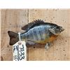 Image 2 : 10" Bluegill Real Skin Fish Taxidermy