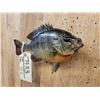 Image 3 : 10" Bluegill Real Skin Fish Taxidermy