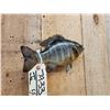 Image 4 : 10" Bluegill Real Skin Fish Taxidermy