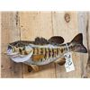 Image 2 : 20" Smallmouth Bass Real Skin Fish Taxidermy