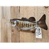 Image 3 : 20" Smallmouth Bass Real Skin Fish Taxidermy