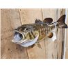 Image 4 : 20" Smallmouth Bass Real Skin Fish Taxidermy