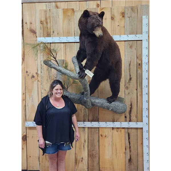 NICE Chocolate Phase Black Bear In A Tree Full Body Taxidermy Mount