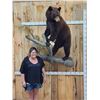 Image 1 : NICE Chocolate Phase Black Bear In A Tree Full Body Taxidermy Mount