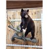 Image 2 : NICE Chocolate Phase Black Bear In A Tree Full Body Taxidermy Mount