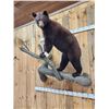 Image 3 : NICE Chocolate Phase Black Bear In A Tree Full Body Taxidermy Mount
