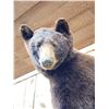 Image 4 : NICE Chocolate Phase Black Bear In A Tree Full Body Taxidermy Mount