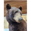 Image 5 : NICE Chocolate Phase Black Bear In A Tree Full Body Taxidermy Mount