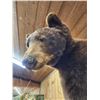 Image 6 : NICE Chocolate Phase Black Bear In A Tree Full Body Taxidermy Mount