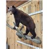 Image 7 : NICE Chocolate Phase Black Bear In A Tree Full Body Taxidermy Mount