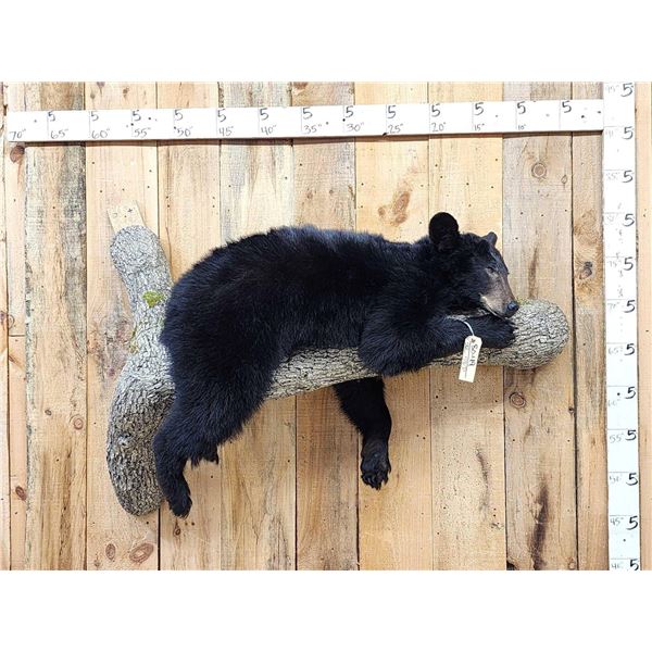 Black Bear Laying On A Limb Full Body Taxidermy Mount
