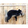 Image 1 : Black Bear Laying On A Limb Full Body Taxidermy Mount