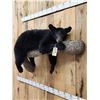 Image 2 : Black Bear Laying On A Limb Full Body Taxidermy Mount