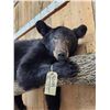 Image 3 : Black Bear Laying On A Limb Full Body Taxidermy Mount