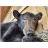 Image 4 : Black Bear Laying On A Limb Full Body Taxidermy Mount