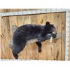 Image 5 : Black Bear Laying On A Limb Full Body Taxidermy Mount