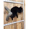 Image 6 : Black Bear Laying On A Limb Full Body Taxidermy Mount