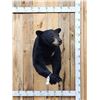 Image 1 : Nice Black Bear Half Body Taxidermy Mount