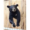Image 2 : Nice Black Bear Half Body Taxidermy Mount