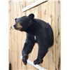 Image 3 : Nice Black Bear Half Body Taxidermy Mount