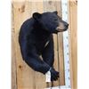 Image 4 : Nice Black Bear Half Body Taxidermy Mount