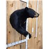 Image 5 : Nice Black Bear Half Body Taxidermy Mount