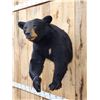Image 6 : Nice Black Bear Half Body Taxidermy Mount