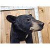Image 7 : Nice Black Bear Half Body Taxidermy Mount