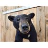 Image 8 : Nice Black Bear Half Body Taxidermy Mount