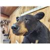 Image 9 : Nice Black Bear Half Body Taxidermy Mount