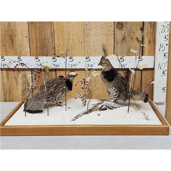 Pair Of Grouse In Winter Scene Bird Taxidermy