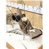 Image 2 : Pair Of Grouse In Winter Scene Bird Taxidermy