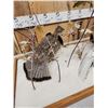 Image 4 : Pair Of Grouse In Winter Scene Bird Taxidermy
