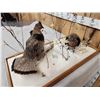Image 8 : Pair Of Grouse In Winter Scene Bird Taxidermy