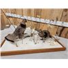 Image 9 : Pair Of Grouse In Winter Scene Bird Taxidermy