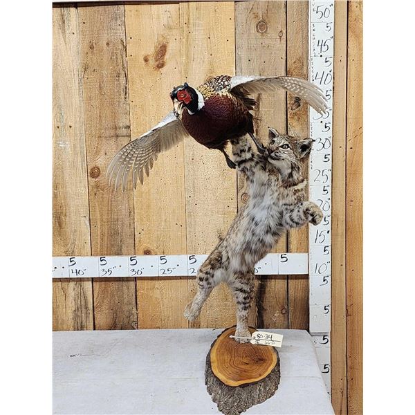 Bobcat Leaping For A Pheasant Full Body Taxidermy Mount