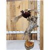 Image 1 : Bobcat Leaping For A Pheasant Full Body Taxidermy Mount