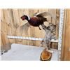 Image 2 : Bobcat Leaping For A Pheasant Full Body Taxidermy Mount