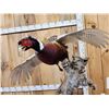 Image 3 : Bobcat Leaping For A Pheasant Full Body Taxidermy Mount