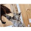 Image 4 : Bobcat Leaping For A Pheasant Full Body Taxidermy Mount
