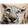 Image 5 : Bobcat Leaping For A Pheasant Full Body Taxidermy Mount
