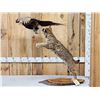 Image 6 : Bobcat Leaping For A Pheasant Full Body Taxidermy Mount