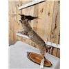 Image 7 : Bobcat Leaping For A Pheasant Full Body Taxidermy Mount