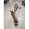 Image 8 : Bobcat Leaping For A Pheasant Full Body Taxidermy Mount